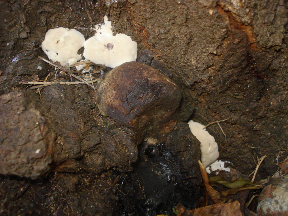 Ganoderma resinaceum?